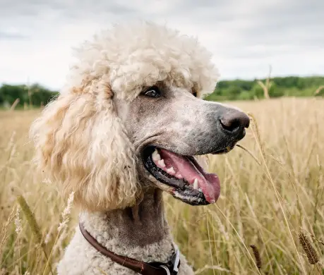 Can Poodle Dogs Be Trained To Do Frisbee?
