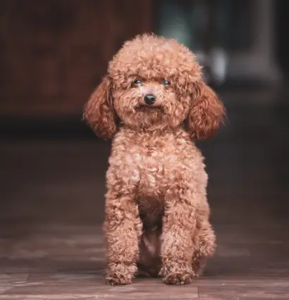 Can Poodle Dogs Be Trained To Do Freestyle Obedience?